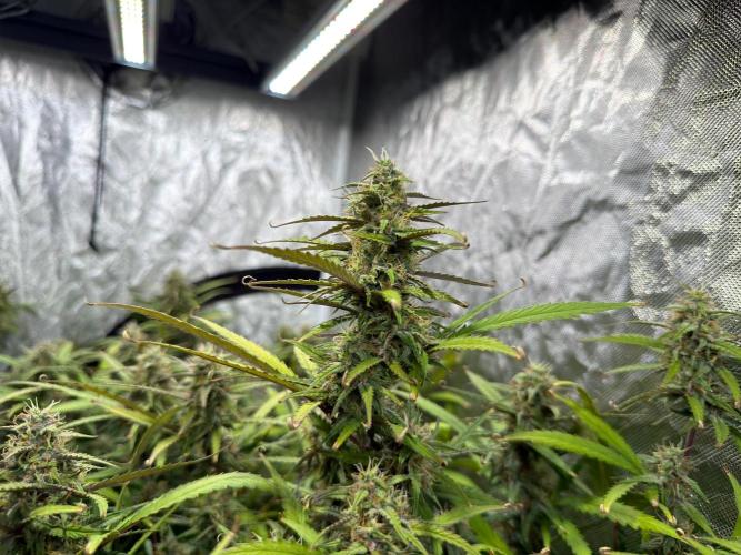Cinderella Auto Hydrophonic. Week 10