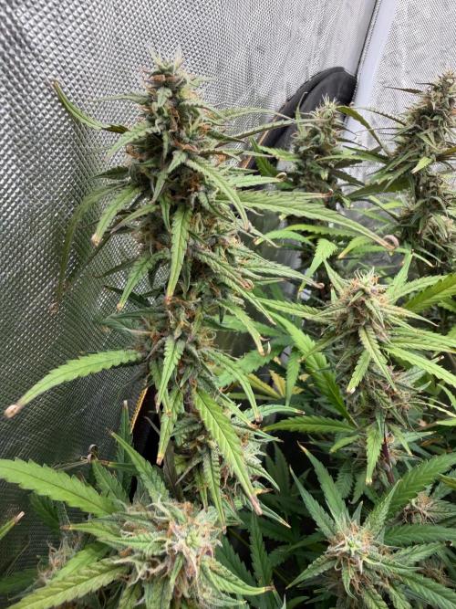 Cinderella Auto Hydrophonic. Week 10