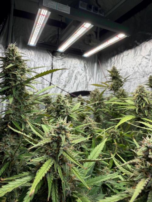 Cinderella Auto Hydrophonic. Week 10