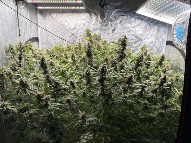Cinderella Auto Hydrophonic. Week 10