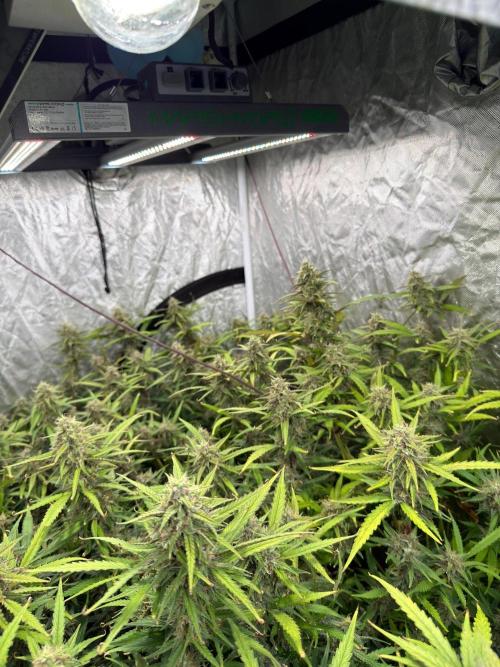Cinderella Auto Hydrophonic. Week 10