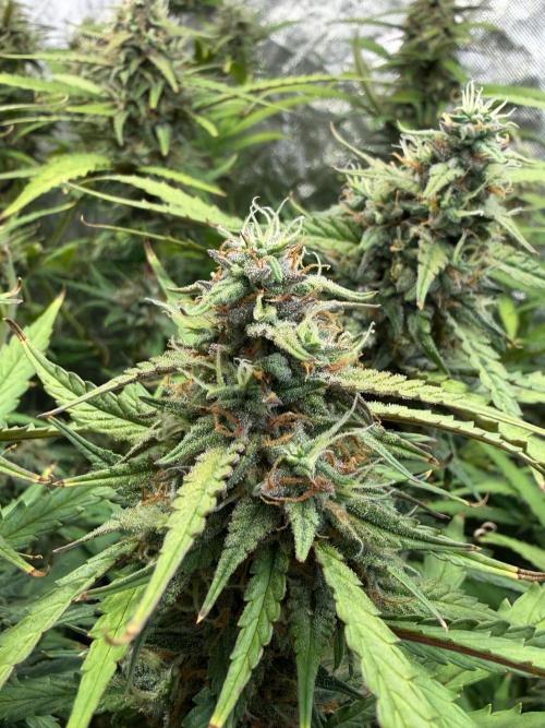 Cinderella Auto Hydrophonic. Week 10