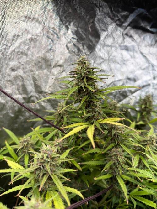 Cinderella Auto Hydrophonic. Week 10