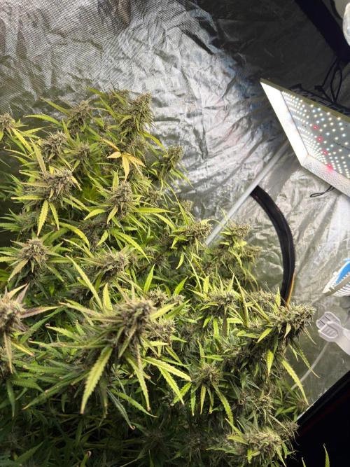 Cinderella Auto Hydrophonic. Week 10