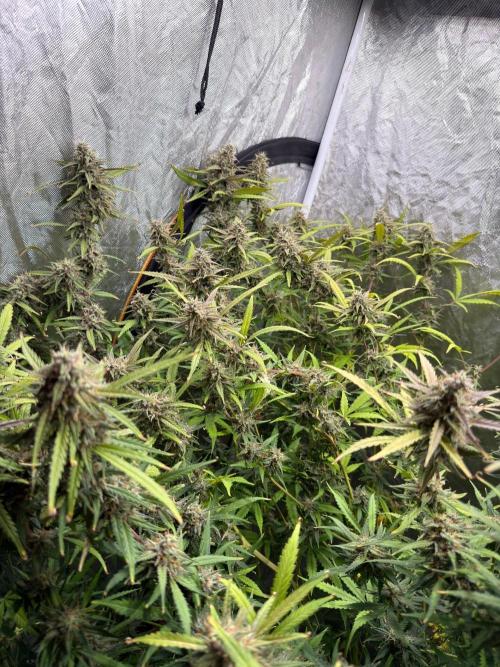 Cinderella Auto Hydrophonic. Week 10