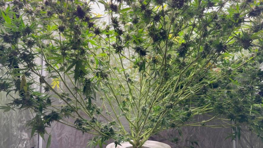 Cinderella Auto Hydrophonic