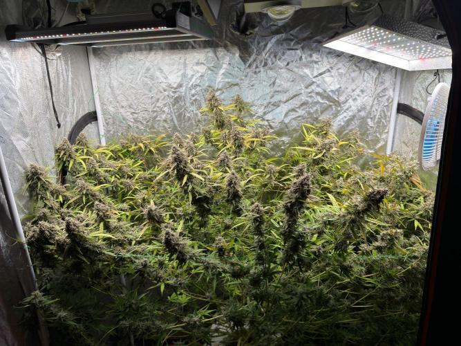 Cinderella Auto Hydrophonic. Week 12