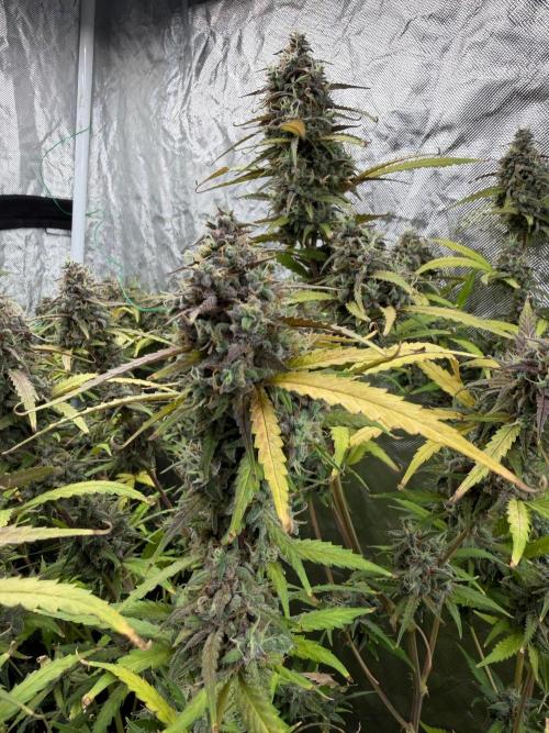 Cinderella Auto Hydrophonic. Week 12