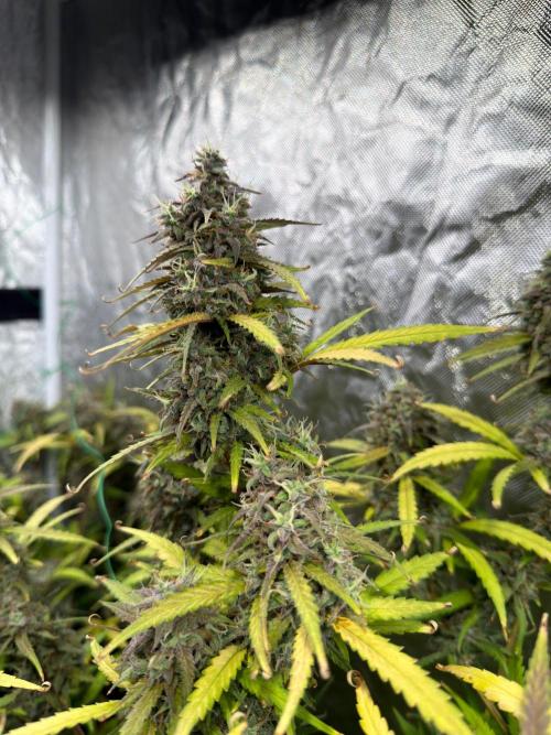 Cinderella Auto Hydrophonic. Week 12