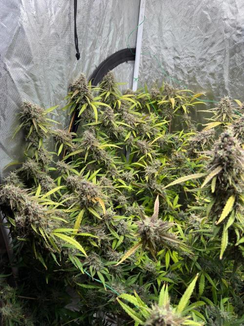 Cinderella Auto Hydrophonic. Week 12