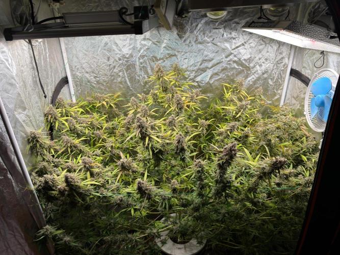 Cinderella Auto Hydrophonic. Week 12
