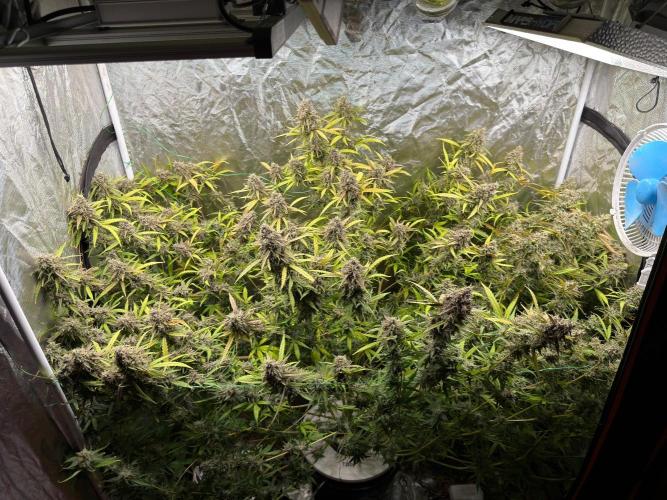 Cinderella Auto Hydrophonic. Week 12
