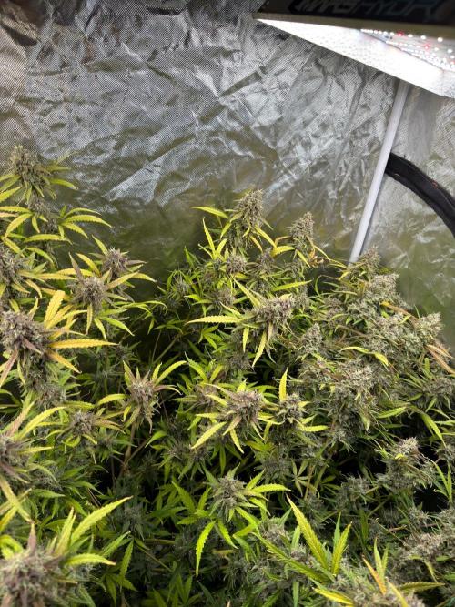 Cinderella Auto Hydrophonic. Week 12