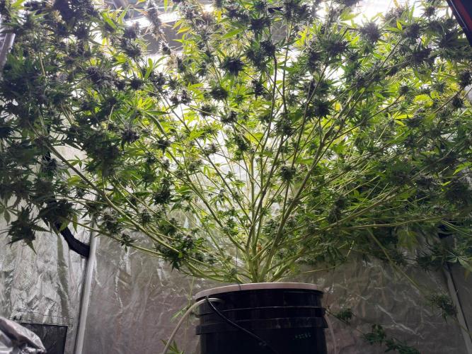 Cinderella Auto Hydrophonic. Week 12