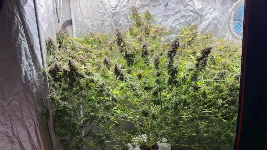 Cinderella Auto Hydrophonic