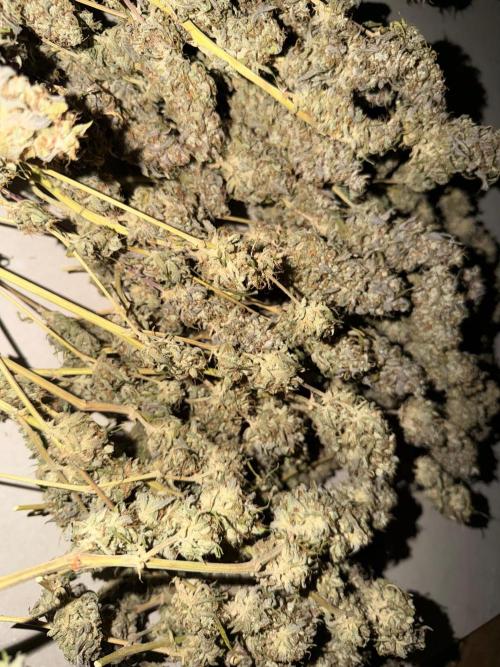 Cinderella Auto Hydrophonic. Week 12