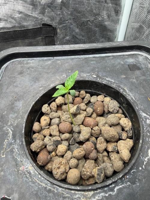 Banana Purple Punch. Week 1
