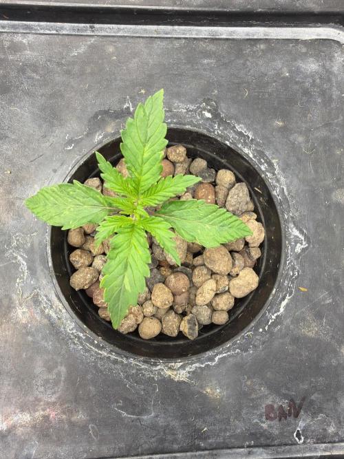 Banana Purple Punch Auto. Week 2