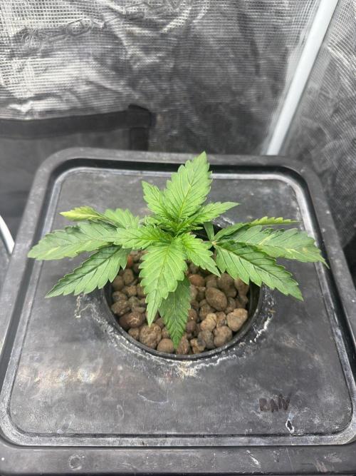 Banana Purple Punch Auto. Week 2