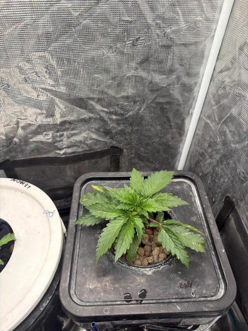 Banana Purple Punch Auto. Week 2
