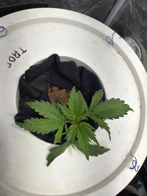 Super Lemon Haze Auto . Week 2