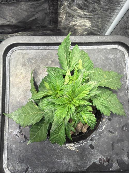 Banana Purple Punch Auto. Week 2
