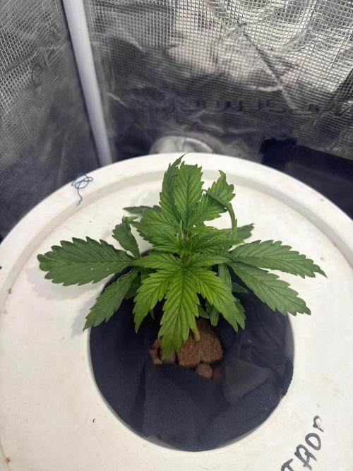 Super Lemon Haze Auto . Week 2