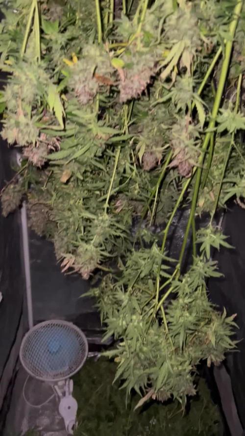 Strawberry Pie Auto Hydrophonic