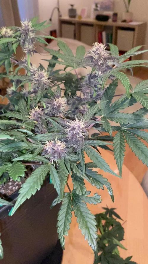 RQS - Purplematic CBD 