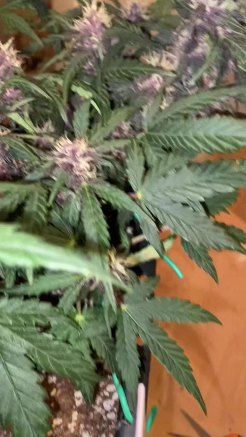 RQS - Purplematic CBD 