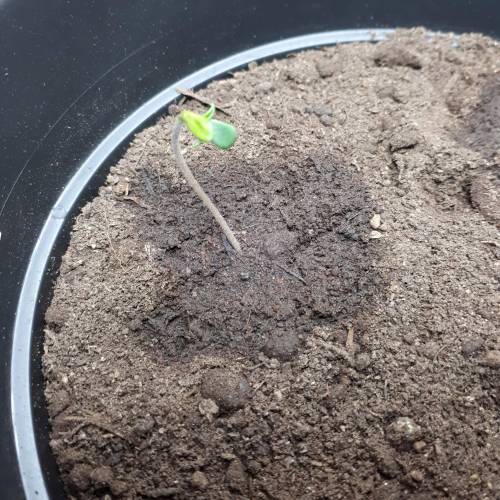 Brazillian manga rosa. Week 1 - Day 4