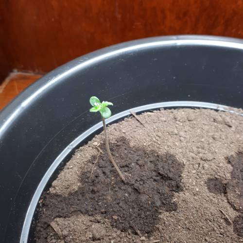 Brazillian manga rosa. Week 1 - Day 5