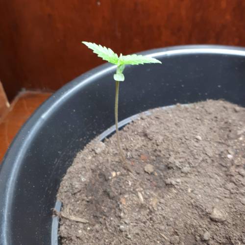 Brazillian manga rosa. Week 2 - day 8