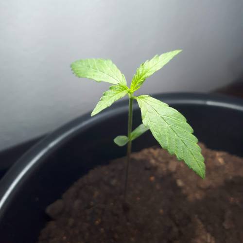 Brazillian manga rosa. Week 2 - day 11