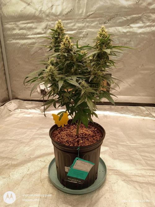 ganja farmer 2. Week 10