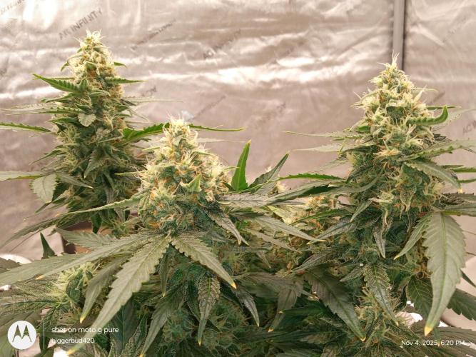 ganja farmer 2. Week 10