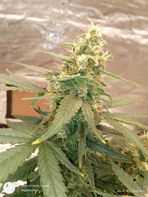 ganja farmer 2. Week 10