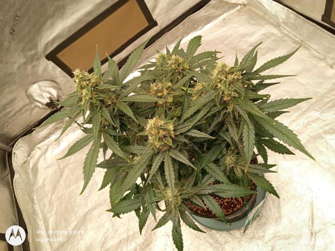 ganja farmer 2. Week 10