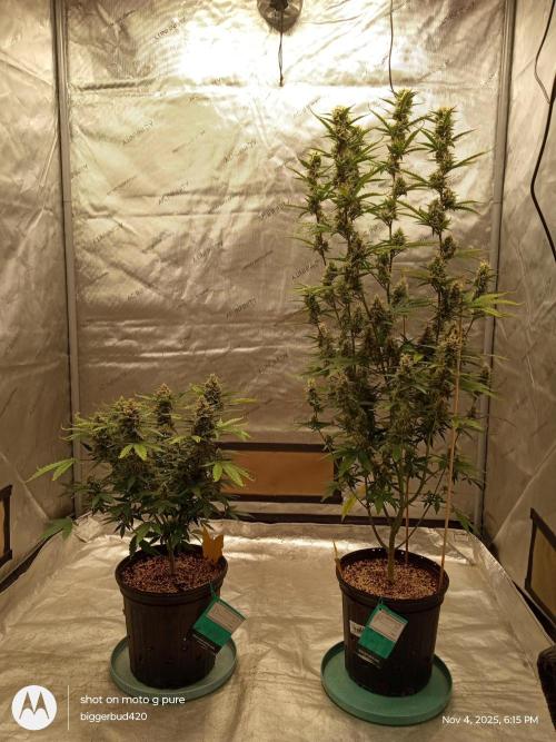 ganja farmer 1. Week 10