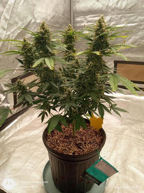 ganja farmer 1. Week 10