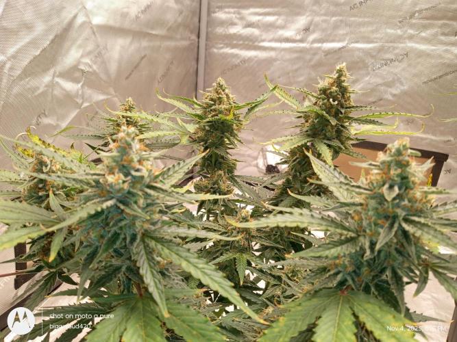 ganja farmer 1. Week 10