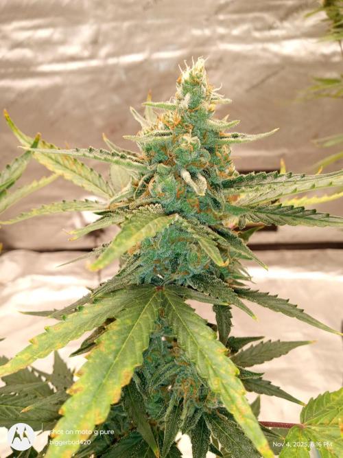 ganja farmer 1. Week 10