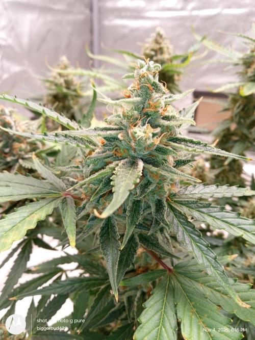 ganja farmer 1. Week 10