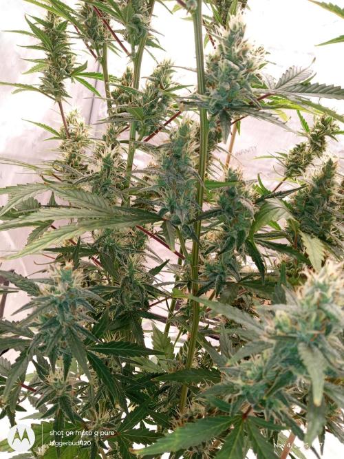 ganja farmer 1. Week 10