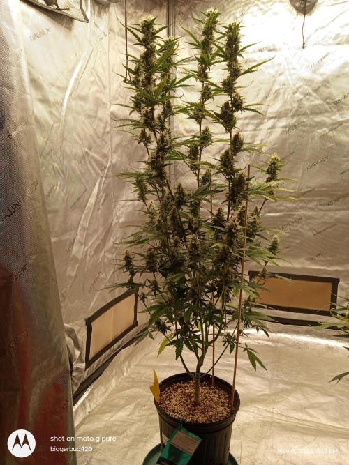 ganja farmer 1. Week 10