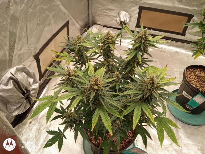 ganja farmer 1. Week 10