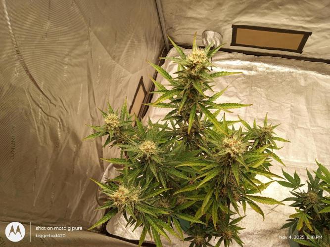 ganja farmer 1. Week 10