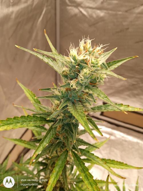 ganja farmer 1. Week 10