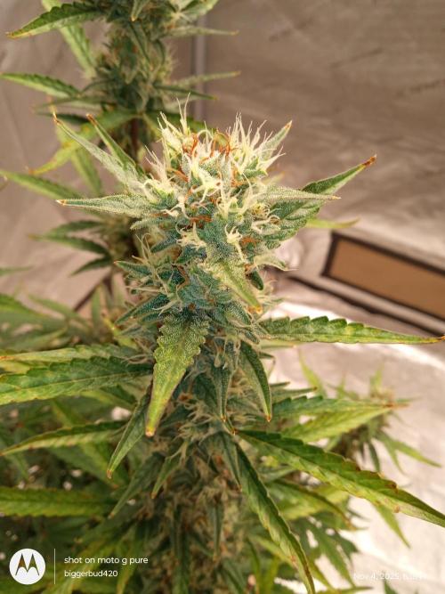 ganja farmer 1. Week 10