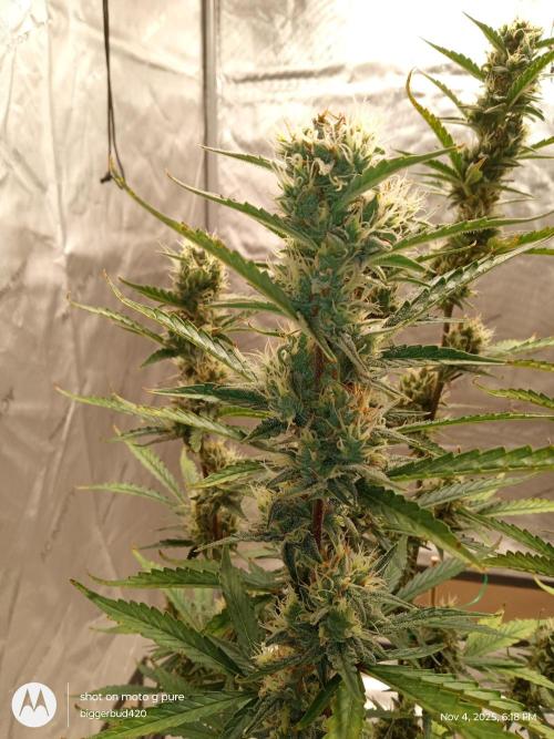 ganja farmer 1. Week 10